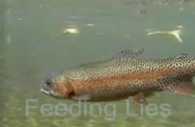 Underwater View Of Rainbow Trout After Take